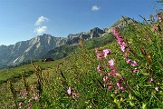 10 Fioriture multicolori con vista in Cavallo-Pegherolo